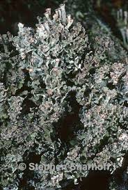 Attēlu rezultāti vaicājumam “Cladonia phyllophora”