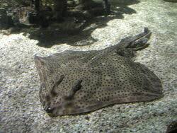 Image result for Raja montagui