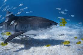 Image result for Galeocerdo cuvier