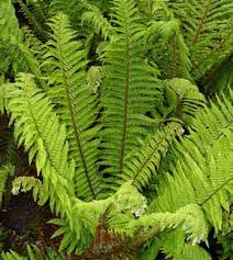 Attēlu rezultāti vaicājumam “Polystichum aculeatum”