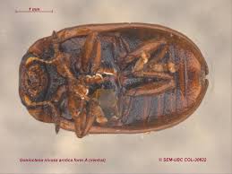 Attēlu rezultāti vaicājumam “Gonioctena”