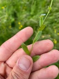 Attēlu rezultāti vaicājumam “Myosotis laxa subsp. baltica”