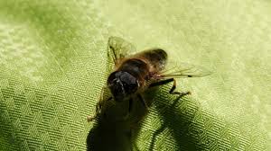 Attēlu rezultāti vaicājumam “Eristalis sp.”