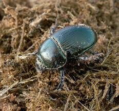 Attēlu rezultāti vaicājumam “Geotrupes”