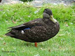 Image result for Anas rubripes