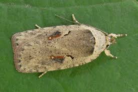 Attēlu rezultāti vaicājumam “Agonopterix ocellana”