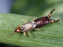 Attēlu rezultāti vaicājumam “Forficula auricularia male”