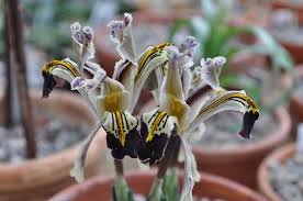 Attēlu rezultāti vaicājumam “Iris rosenbachiana”