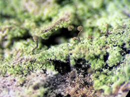 Attēlu rezultāti vaicājumam “Chaenotheca stemonea”