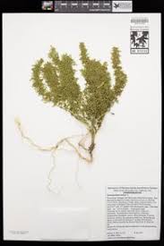 Image result for Chenopodium botrys