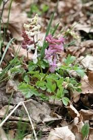 Attēlu rezultāti vaicājumam “Corydalis cava flower”