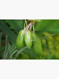 Attēlu rezultāti vaicājumam “Iris pseudacorus fruit”