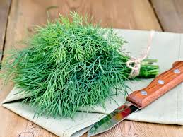 Image result for Dill