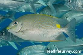 Image result for Siganus rivulatus