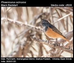 Attēlu rezultāti vaicājumam “Phoenicurus ochruros”