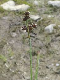 Attēlu rezultāti vaicājumam “Juncus alpinoarticulatus”