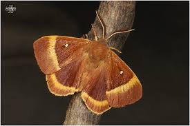 Attēlu rezultāti vaicājumam “Lasiocampa quercus”