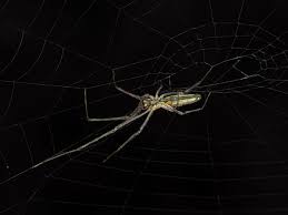 Attēlu rezultāti vaicājumam “Tetragnatha montana”