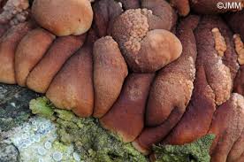 Attēlu rezultāti vaicājumam “Hypocreopsis lichenoides”