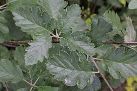 Attēlu rezultāti vaicājumam “Sorbus intermedia”