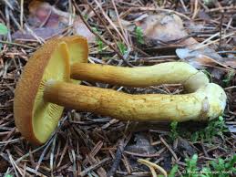 Attēlu rezultāti vaicājumam “Tricholomopsis decora”