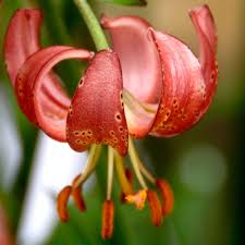 Image result for Lilium martagon `Manitoba Fox`