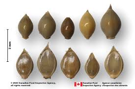 Attēlu rezultāti vaicājumam “Echinochloa crus-galli leaf”