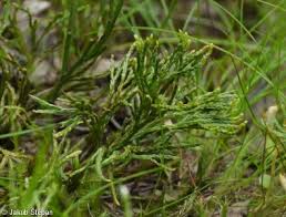Attēlu rezultāti vaicājumam “Diphasiastrum tristachyum”