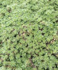 Attēlu rezultāti vaicājumam “Thymus serpyllum leaf”