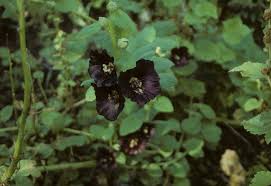 Image result for Alcea rosea nigra