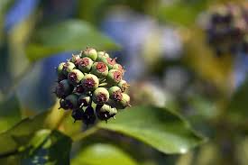 Attēlu rezultāti vaicājumam “Antitrichia curtipendula macro”