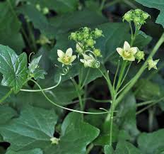 Attēlu rezultāti vaicājumam “Bryonia alba leaf”