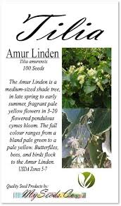 Attēlu rezultāti vaicājumam “Tilia amurensis”