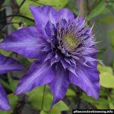Image result for clematis multi blue