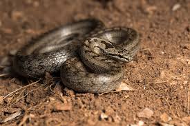 Attēlu rezultāti vaicājumam “Coronella austriaca”