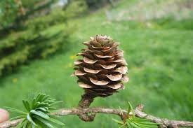 Attēlu rezultāti vaicājumam “Larix kaempferi fruit”