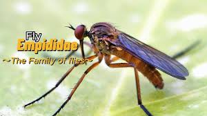 Attēlu rezultāti vaicājumam “Empididae”