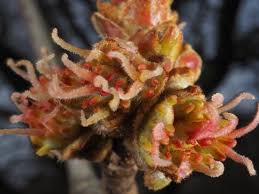 Attēlu rezultāti vaicājumam “Acer saccharinum flower”