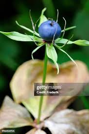 Attēlu rezultāti vaicājumam “Paris quadrifolia”