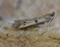 Attēlu rezultāti vaicājumam “Phycitodes binaevella”