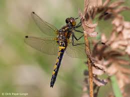 Attēlu rezultāti vaicājumam “Leucorrhinia rubicunda”