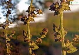 Attēlu rezultāti vaicājumam “Atriplex calotheca”