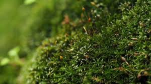 Attēlu rezultāti vaicājumam “Gymnostomum aeruginosum”