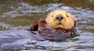 Image result for Otters Old Time Dance Club