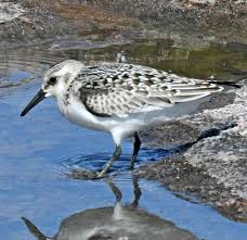 Attēlu rezultāti vaicājumam “Calidris alba adult”