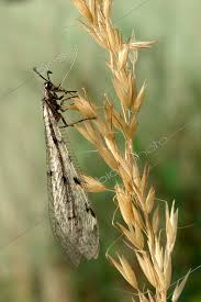 Attēlu rezultāti vaicājumam “Myrmeleontidae imago”