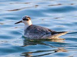 Attēlu rezultāti vaicājumam “Phalaropus fulicarius adult”