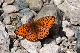 Attēlu rezultāti vaicājumam “Argynnis niobe underside”