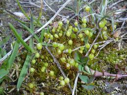Attēlu rezultāti vaicājumam “Physcomitrium pyriforme sporophyte”