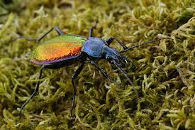 Attēlu rezultāti vaicājumam “Carabus clathratus”